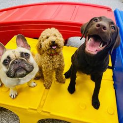 Paw Commons - Ready for another fun day at daycare!