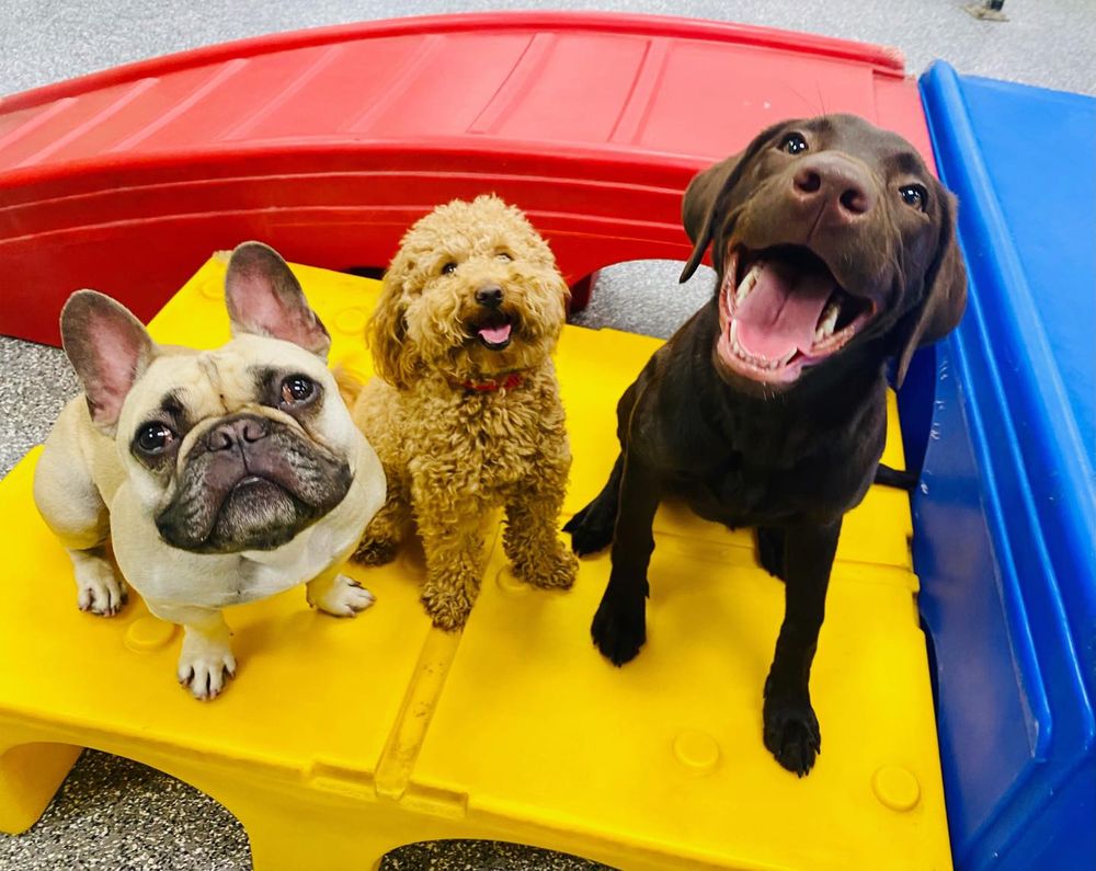 Paw Commons - pet boarding facility in San Diego, CA