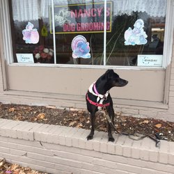Nancys Grooming - Nancy's dog grooming on Southern blvd is the best!