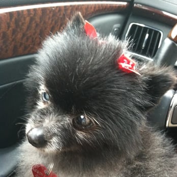 Pet Set Grooming - Arthur gives my 15yr old the extra care that she needs. I've been coming here 3yrs now,& I can't imagine going anywhere else. - Pet Groomers Near Me - Gardena, California Pet Set Grooming - Arthur gives my 15yr old the extra care that she needs. I've been coming here 3yrs now,& I can't imagine going anywhere else. - Pet Groomers Near Me - Gardena, California