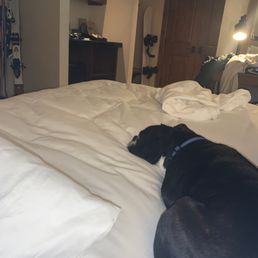 A very comfy guest!