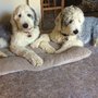 Photo of Pawsitive Pets