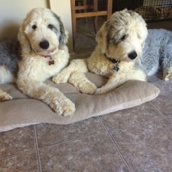 Pawsitive Pets