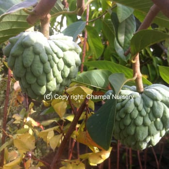 Champa Nursery - Atemoya - Nurseries & Gardening Near Me - El Monte, California