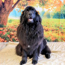 PetMan Grooming - Ava