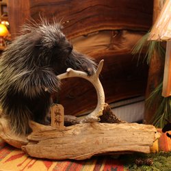 Rusty Moose Lodge Decor - A large assortment of unique taxidermy.