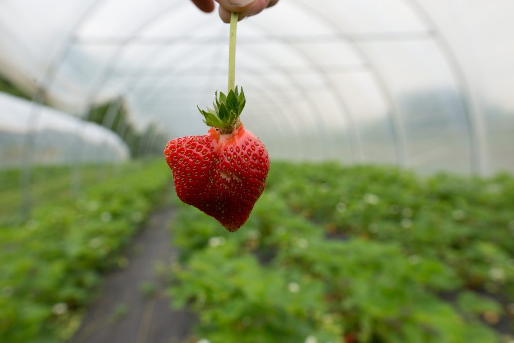 Lakeview Hill Farm & Market Logo