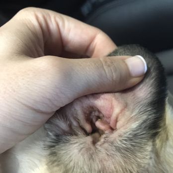 Spa Dogz - They didn't clean them :( - Pet Groomers Near Me - New Canaan , Connecticut