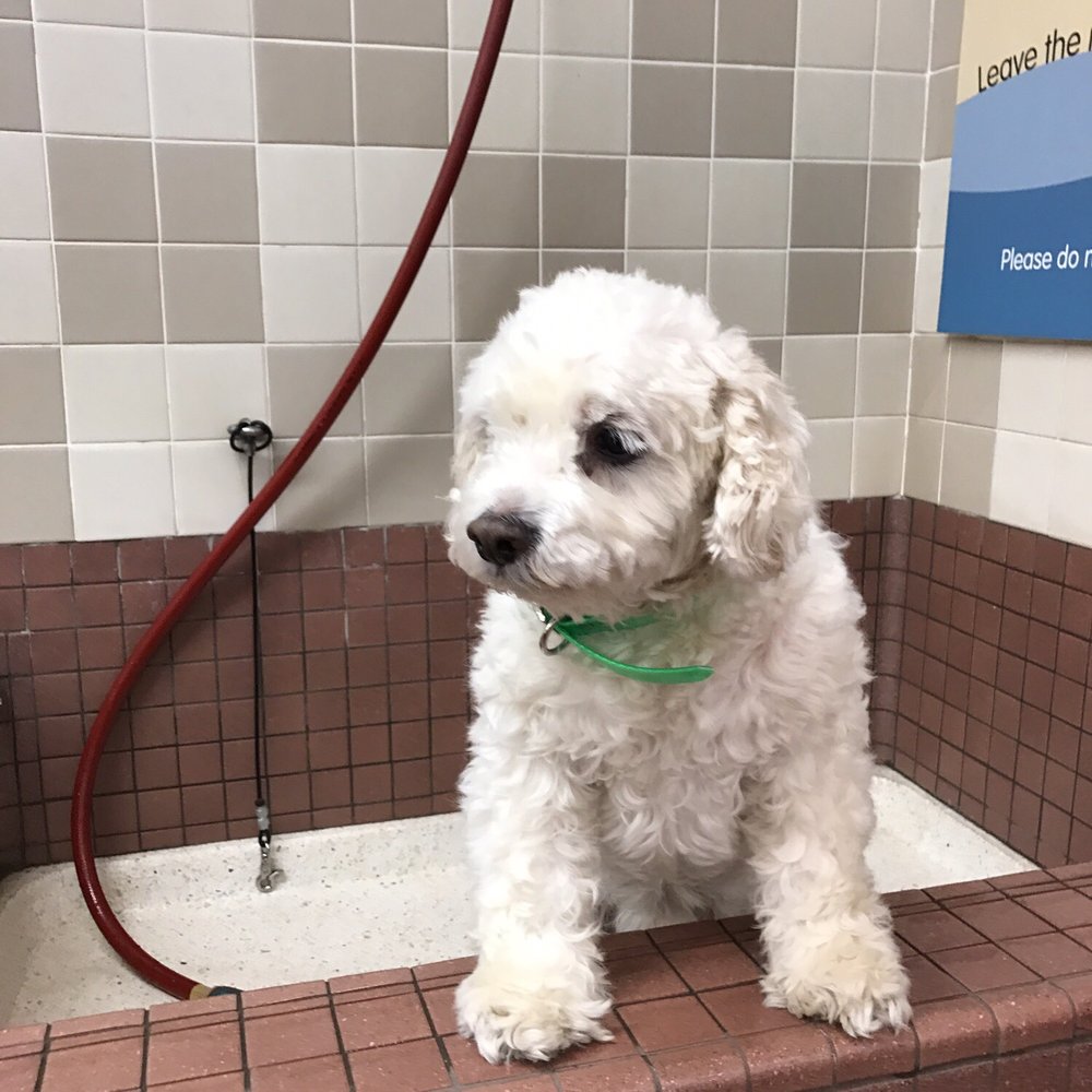 Pet Food Express - Getting ready for a bath in the tub - Pet Stores Near Me - Sacramento, California Pet Food Express - Getting ready for a bath in the tub - Pet Stores Near Me - Sacramento, California