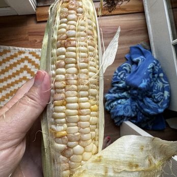 Davis Ranch, LLC - Rotten corn - Fruits & Veggies Near Me - Sloughhouse, California Davis Ranch, LLC - Rotten corn - Fruits & Veggies Near Me - Sloughhouse, California