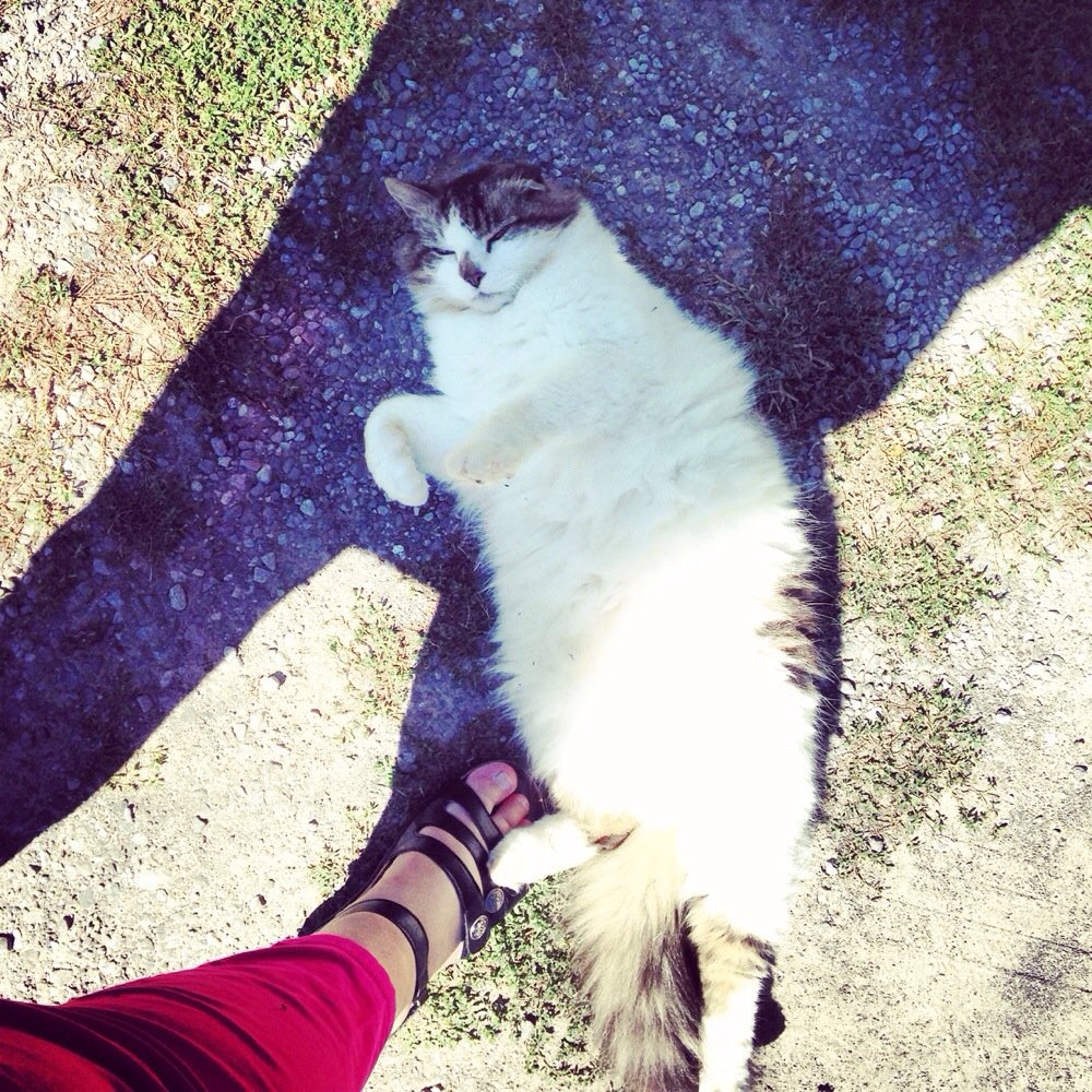 William Shakespeare the cat! Love this guy! William Shakespeare the cat! Love this guy!