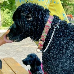 Day Heights Veterinary Clinic - Kirwin's patient, Paisley. A year ago he had to remove her ear because of a mast cell tumor. She has done beautifully and is very healthy.