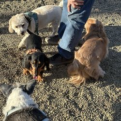 Carnegie Dog Park - My dog and friends