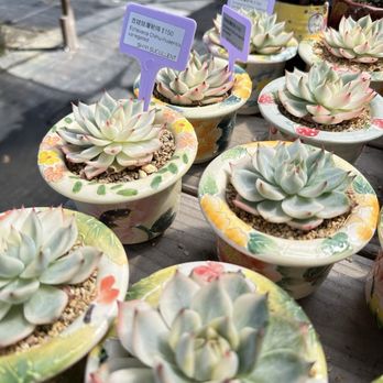 Shiyi Succulent Garden - Nurseries & Gardening Near Me - Chino, California