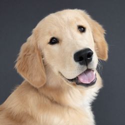 Lydia Baird Dog Training