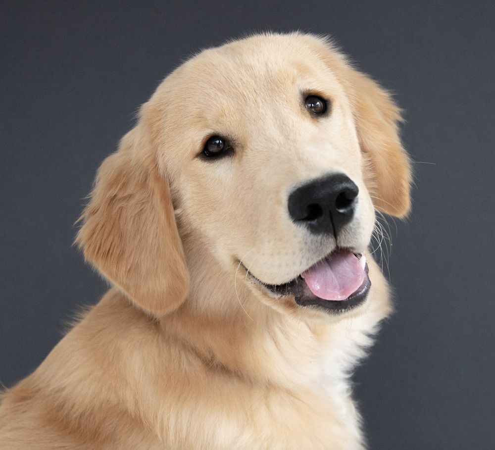 Lydia Baird Dog Training - pet boarding facility in Charlotte, NC