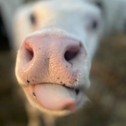 Perrydell Farm and Dairy