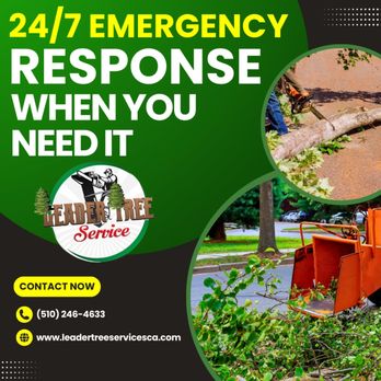 Leader Tree Service - Tree Services Near Me Leader Tree Service - Tree Services Near Me