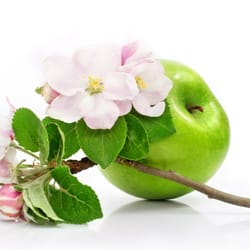 Apple Blossom Home Care