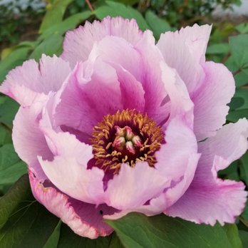 Seattle Center - Peony - Amusement Parks Near Me - Seattle, Washington