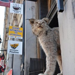 Free Old Montreal Tours