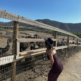 Ostrichland USA - Attraction Farms Near Me - Solvang, California Ostrichland USA - Attraction Farms Near Me - Solvang, California