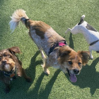 Canine Express - Dog Walkers Near Me