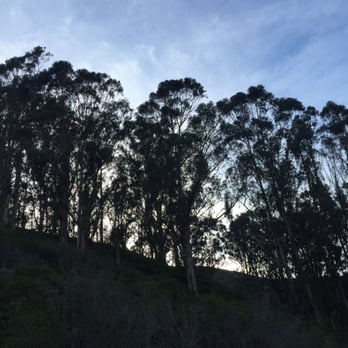 Sweeney Ridge - Wonderful smell of eucalyptus at the beginning of the Sneath Trail - Parks Near Me - San Bruno, California Sweeney Ridge - Wonderful smell of eucalyptus at the beginning of the Sneath Trail - Parks Near Me - San Bruno, California
