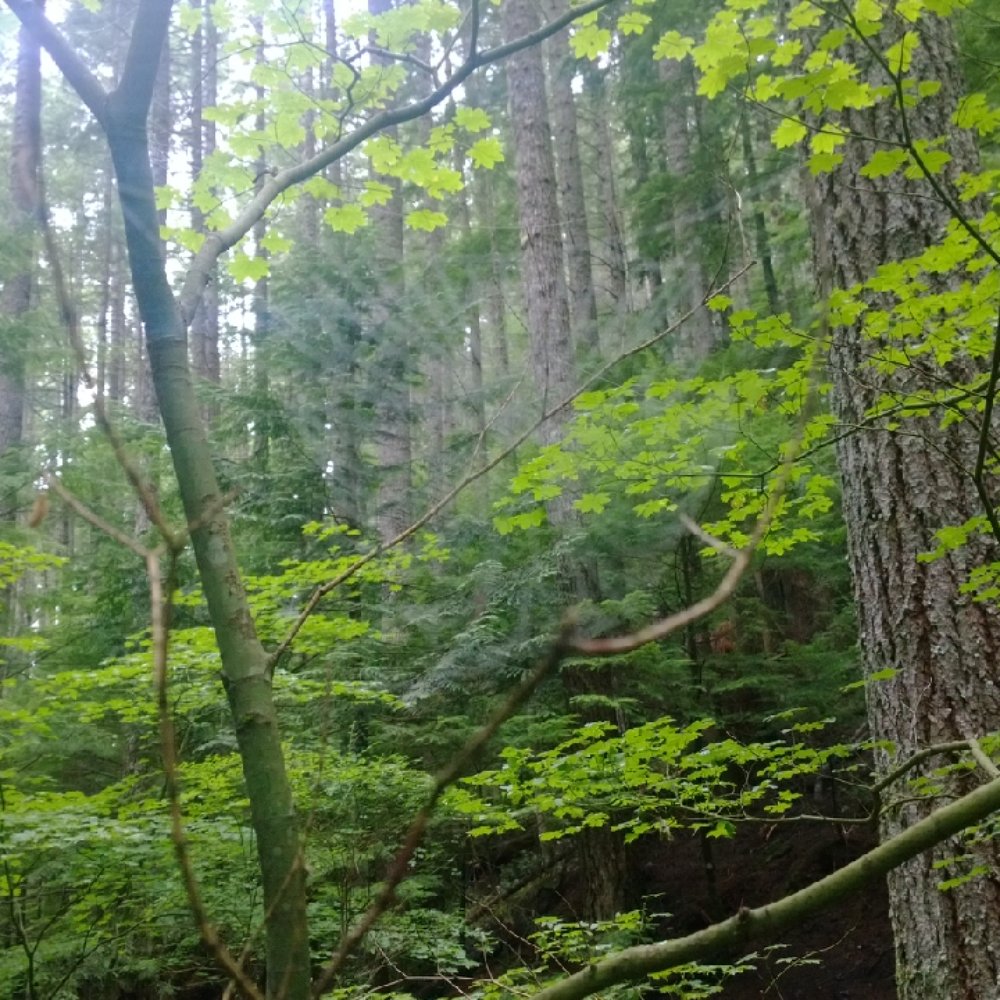 Mount Si - Intricate spider web - Parks Near Me Mount Si - Intricate spider web - Parks Near Me