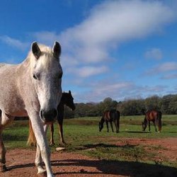 Dark Horse Horsemanship