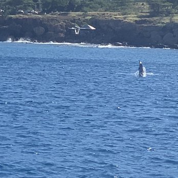 Ocean Joy Cruises - Spinner Dolphin - Tours Near Me - Kapolei, Hawaii Ocean Joy Cruises - Spinner Dolphin - Tours Near Me - Kapolei, Hawaii