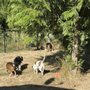 Dick's Evergreen Fence and Deck