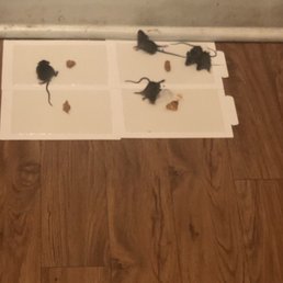 More mice