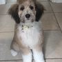 Photo of Larry's Laundromutt