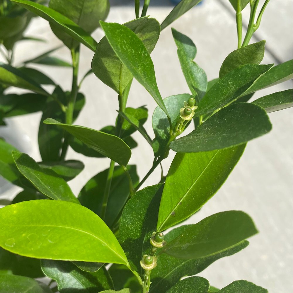 Four Winds Growers - Baby Calamondin growing on Premium Size Calamondin/ Calamansi Semi-Dwarf Trees - Nurseries & Gardening Near Me - Watsonville, California Four Winds Growers - Baby Calamondin growing on Premium Size Calamondin/ Calamansi Semi-Dwarf Trees - Nurseries & Gardening Near Me - Watsonville, California
