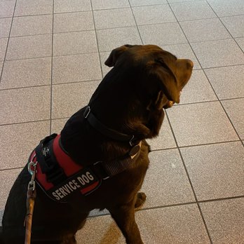 OC Canine Coaching - Pet Training Near Me