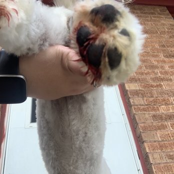 Le Paw Pet Grooming - Same paw, bleeding and tender. She was limping. - Pet Groomers Near Me - Clearfield, Utah