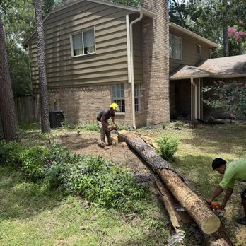 Perfectly Trimmed Palms - This is a safely removed hazardous dead pine tree - Tree Services Near Me - Conroe,, Texas