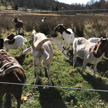 Red Heifer Winery - Wineries Near Me - Smithsburg, Maryland Red Heifer Winery - Wineries Near Me - Smithsburg, Maryland