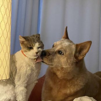 SAGE Veterinary Centers - Concord - Both happy customers! - Veterinarians Near Me - Concord, California SAGE Veterinary Centers - Concord - Both happy customers! - Veterinarians Near Me - Concord, California