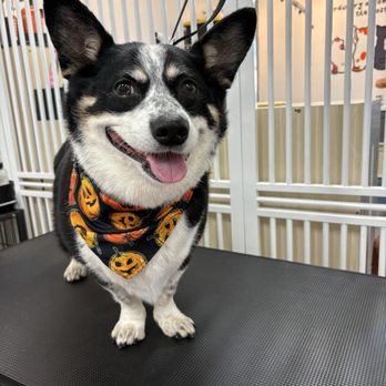 Pet Beloved - Dog - Pet Groomers Near Me - San Diego, California Pet Beloved - Dog - Pet Groomers Near Me - San Diego, California