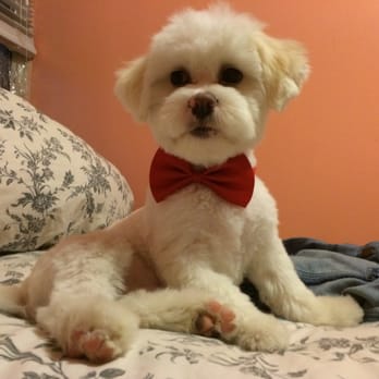 Roro's Pet Styling - After we took him to Roro's :) - Pet Groomers Near Me - Bushwick, New York Roro's Pet Styling - After we took him to Roro's :) - Pet Groomers Near Me - Bushwick, New York