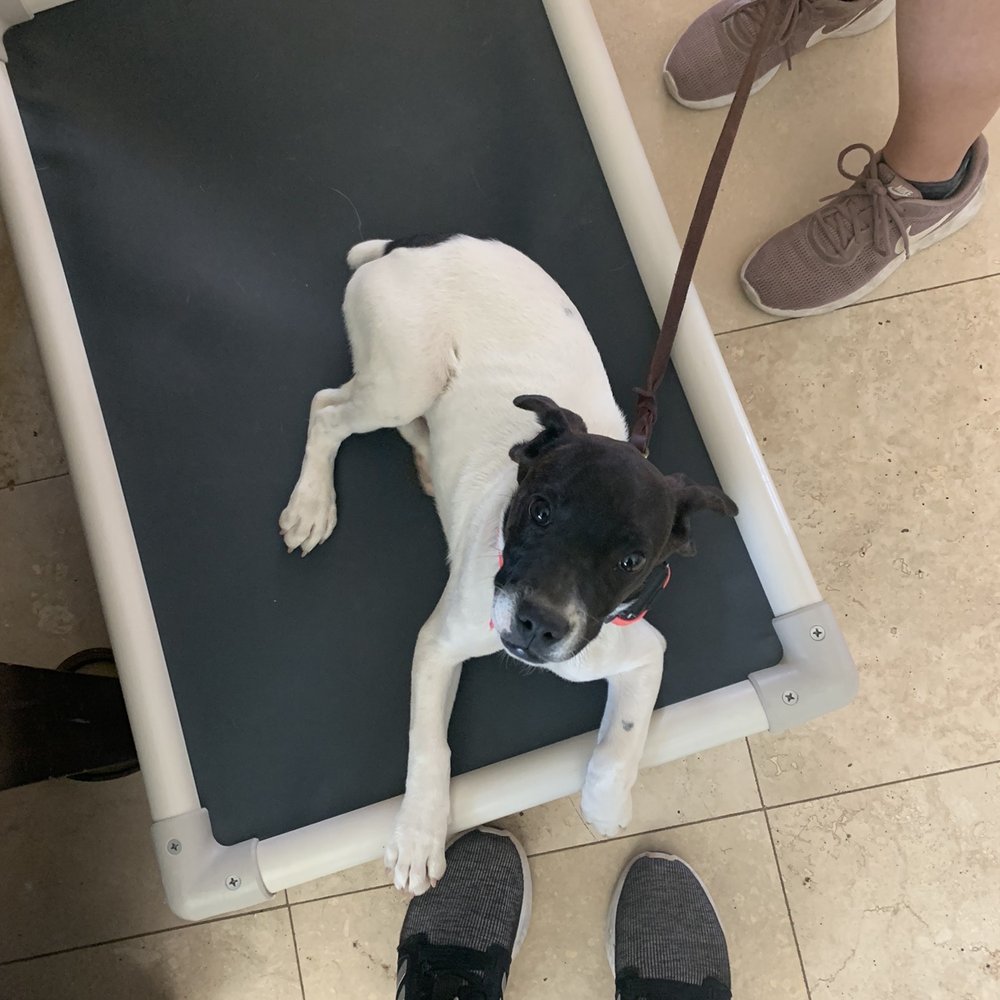 Clover Canine - Pet Training Near Me - Phoenix, Arizona Clover Canine - Pet Training Near Me - Phoenix, Arizona