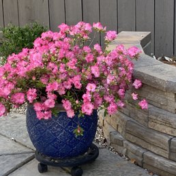 Retain wall extended and raised with stone that blended well with the existing wall. Wall complements the blooming azalea. Retain wall extended and raised with stone that blended well with the existing wall. Wall complements the blooming azalea.
