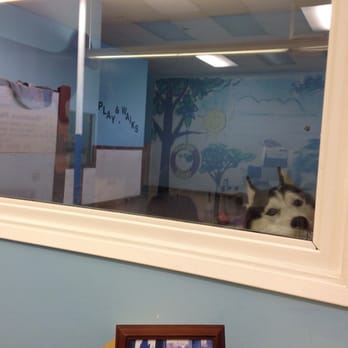 Obedience Please Dog Training - Peek a boo! - Pet Training Near Me - South Pasadena, California