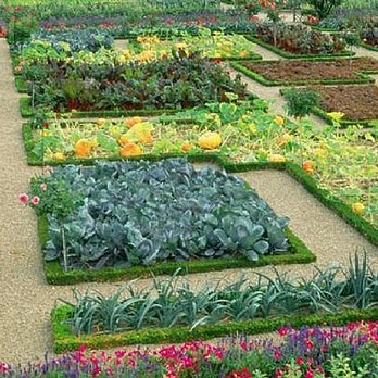 Zip Weed - a vegetable garden with a variety of plants - Lawn Services Near Me - North Vancouver, British Columbia Zip Weed - a vegetable garden with a variety of plants - Lawn Services Near Me - North Vancouver, British Columbia
