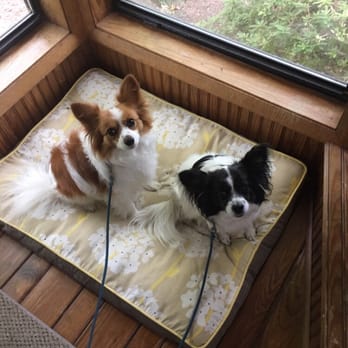 Pet-Life - Buddy and Cloe - Pet Sitting Near Me