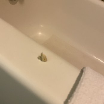 Ramada by Wyndham Flagstaff East - This was there when we checked in! - Hotels Near Me - Flagstaff, Arizona