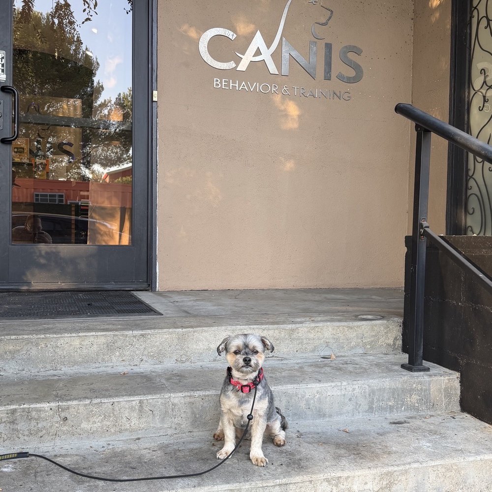 CANIS - Behavior and Training - Pet Training Near Me - Tarzana, California
