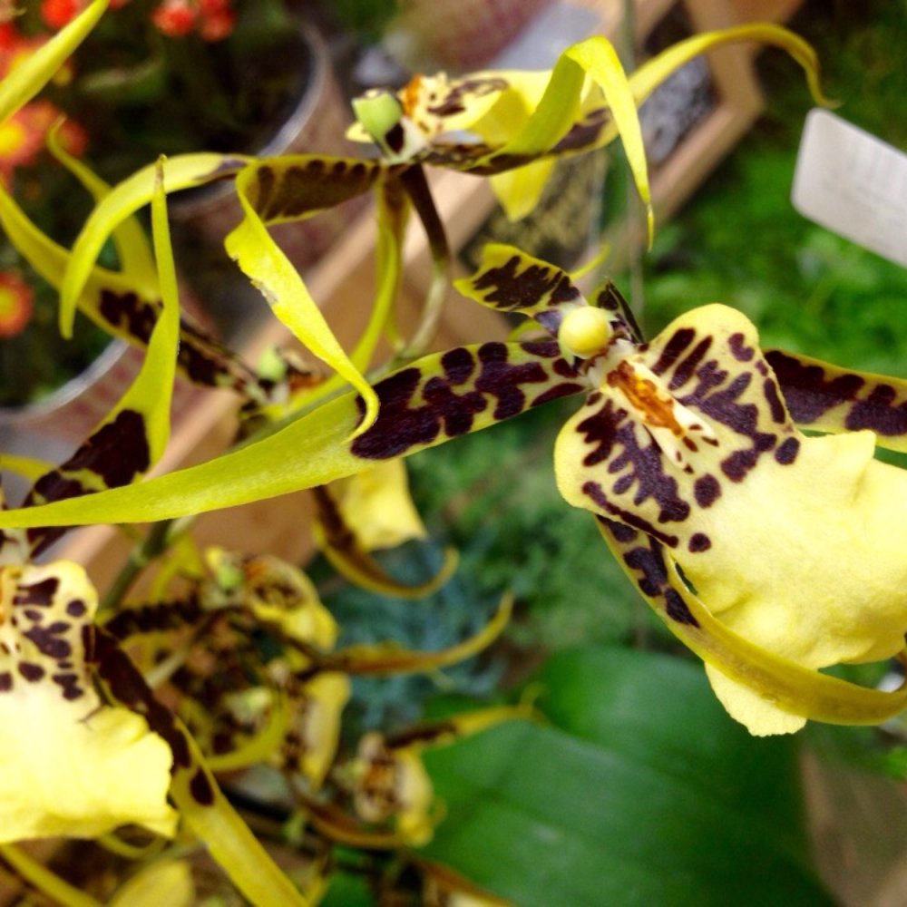 Trader Joe's - One of a kind: Orchids... There is no one like you... - Grocery Near Me - Ventura, California Trader Joe's - One of a kind: Orchids... There is no one like you... - Grocery Near Me - Ventura, California